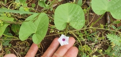 Ipomoea sinensis blepharosepala
