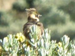 Oxypogon