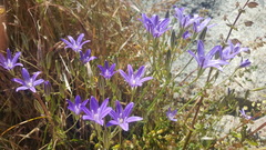 Brodiaea terrestris kernensis