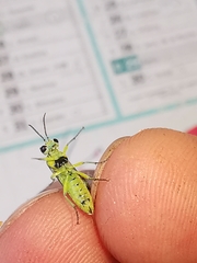 Rhogogaster genistae
