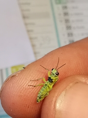 Rhogogaster genistae