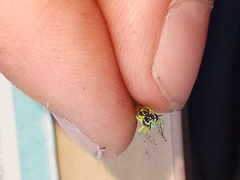Rhogogaster genistae