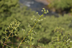 Alepidea amatymbica