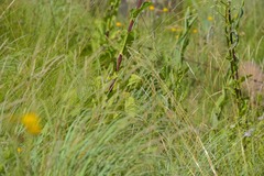 Alepidea amatymbica
