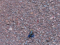 Dendrobates tinctorius