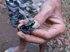 Dendrobates tinctorius