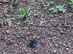 Dendrobates tinctorius