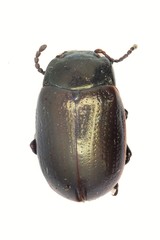 Chrysolina marginata
