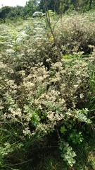 Helichrysum panduratum