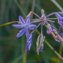Agapanthus campanulatus