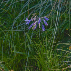 Agapanthus campanulatus