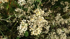 Helichrysum panduratum