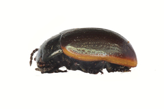 Chrysolina marginata