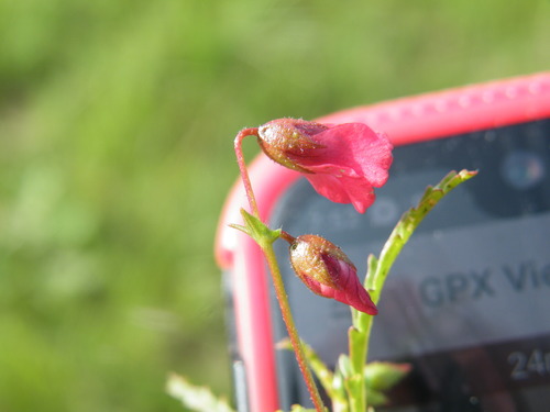 Image of Hermannia coccocarpa by (c) Antoinette Eyssell Knox, some rights reserved (CC BY-SA)