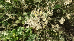 Helichrysum panduratum