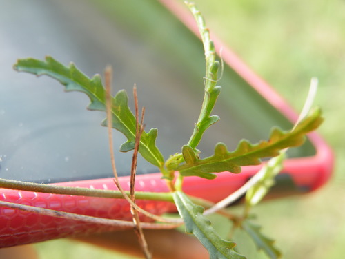 Image of Hermannia coccocarpa by (c) Antoinette Eyssell Knox, some rights reserved (CC BY-SA)