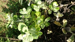 Helichrysum panduratum