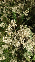 Helichrysum panduratum
