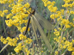 Deutoleon lineatus
