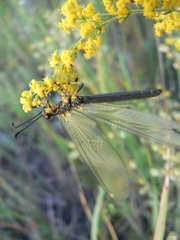 Deutoleon lineatus