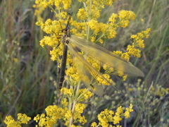 Deutoleon lineatus