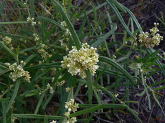 Vincetoxicum sibiricum