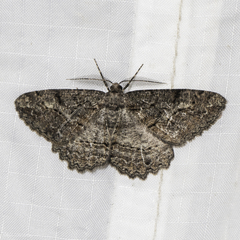 Neoalcis californiaria