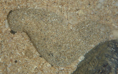 Holothuria atra