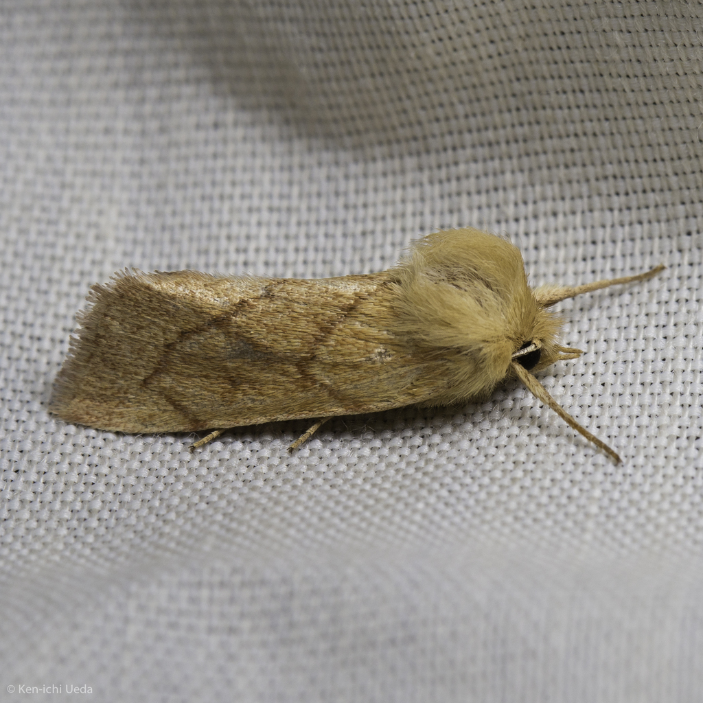 V-lined Quaker