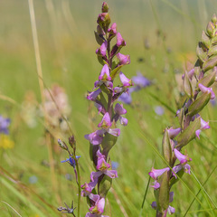 Disperis tysonii
