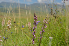 Disperis tysonii