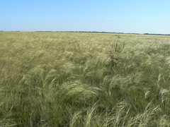 Stipa capillata
