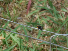 Mallophora ruficauda