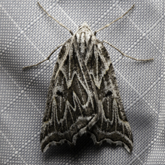 Plataea californiaria