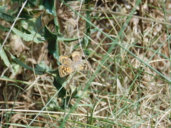 Aricoris indistincta