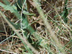 Aricoris indistincta