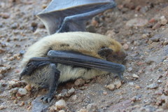 Pipistrellus kuhlii