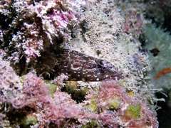 Congrogadus subducens