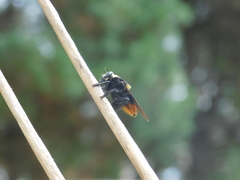 Mallophora ruficauda