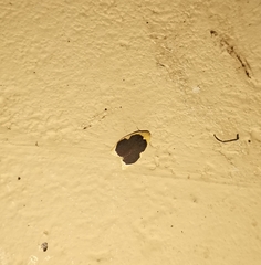 Pseudoblabes oophora