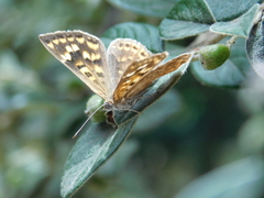 Aricoris indistincta