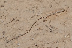 Acanthodactylus boskianus asper