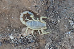 Leiurus hebraeus