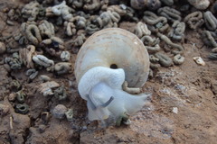 Levantina spiriplana