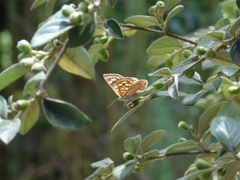 Aricoris indistincta