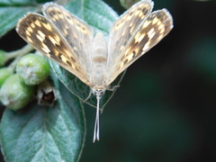 Aricoris indistincta