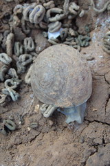 Levantina spiriplana