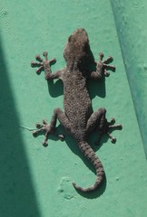 Ptyodactylus puiseuxi