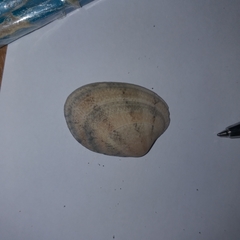 Ruditapes decussatus