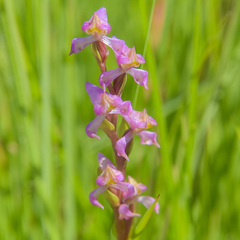 Disperis concinna